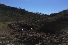 Ação de Plantação em Figueiró dos Vinhos