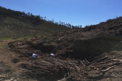 Ação de Plantação em Figueiró dos Vinhos